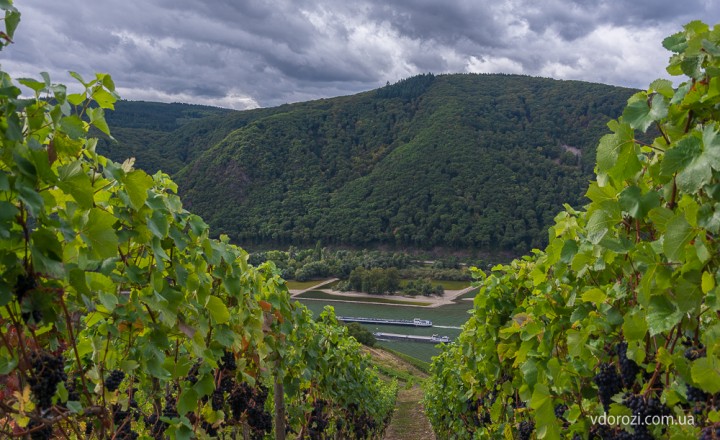 Niederwald bei Rüdesheim